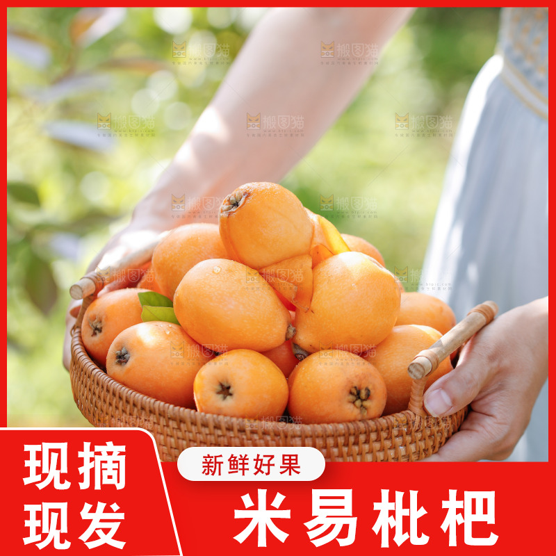 手里拿着米易枇杷