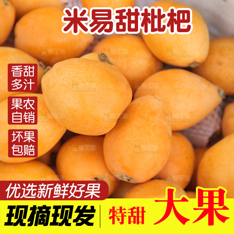 手里拿着米易枇杷