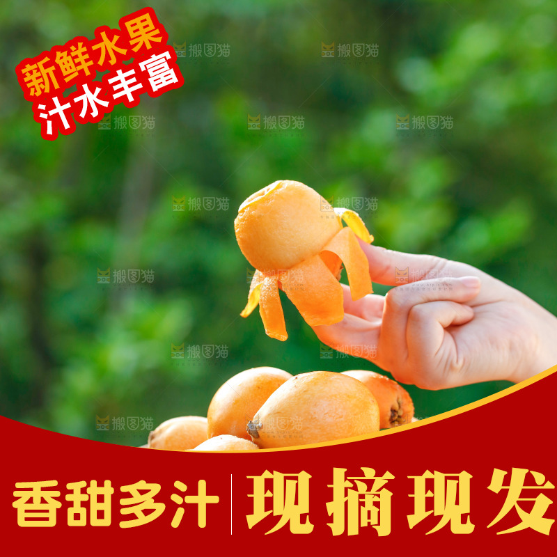 手里拿着米易枇杷