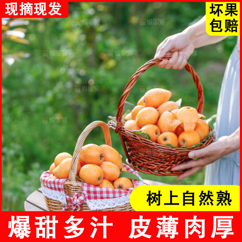 手里拿着米易枇杷