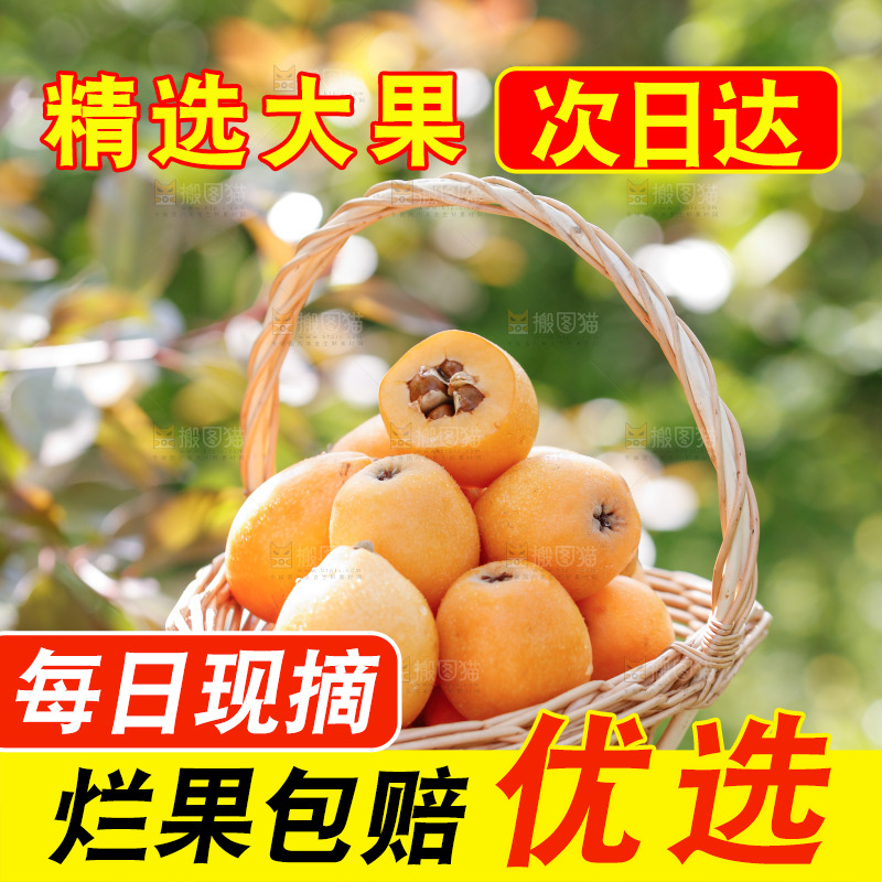 手里拿着米易枇杷