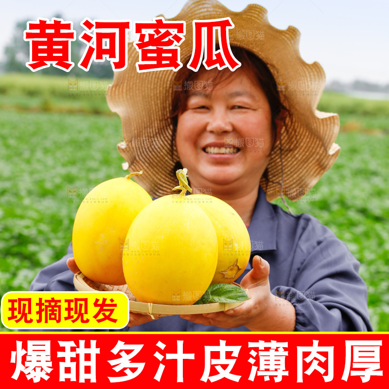 手里拿着的黄河蜜瓜