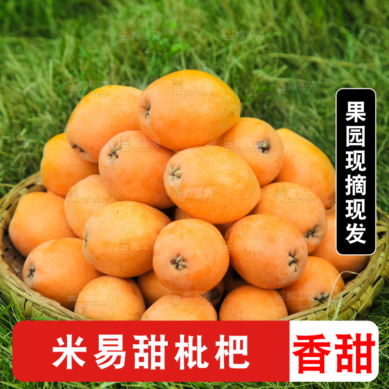 手里拿着米易枇杷