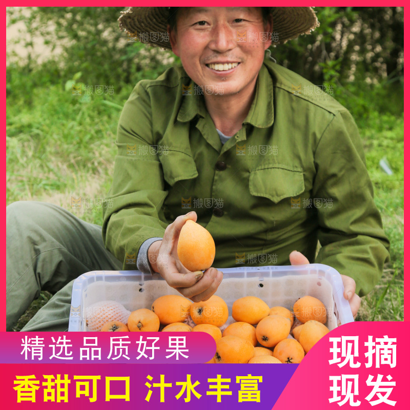 手里拿着米易枇杷