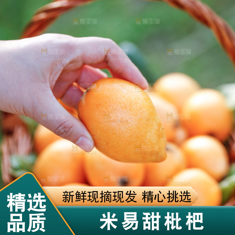 手里拿着米易枇杷