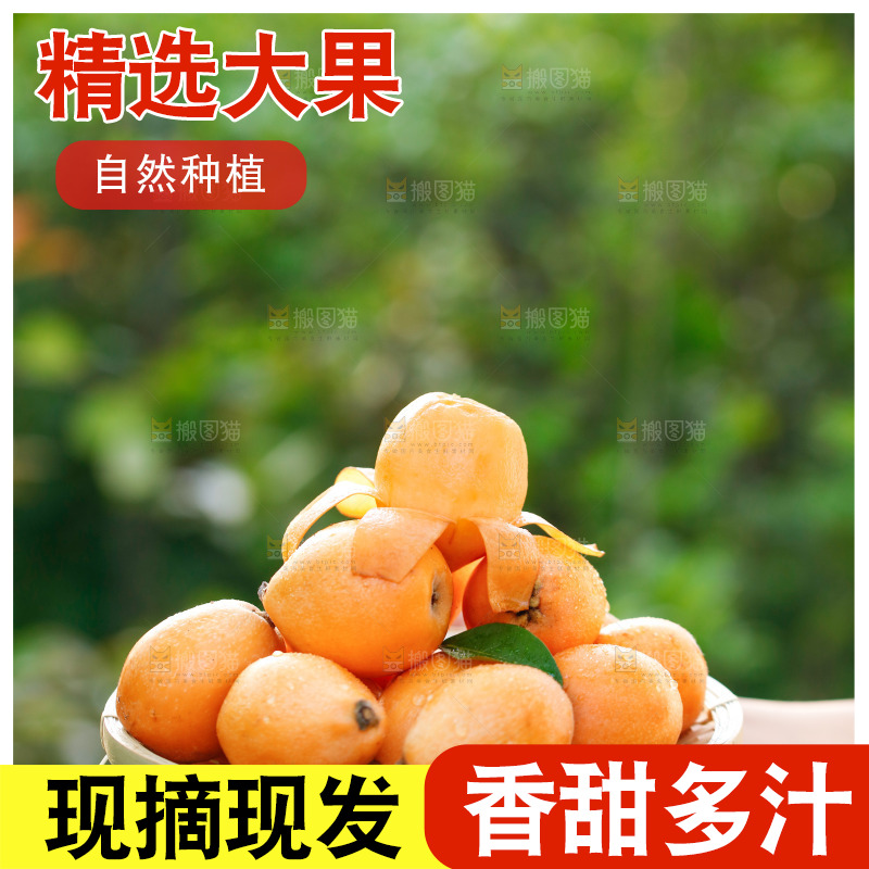 手里拿着米易枇杷