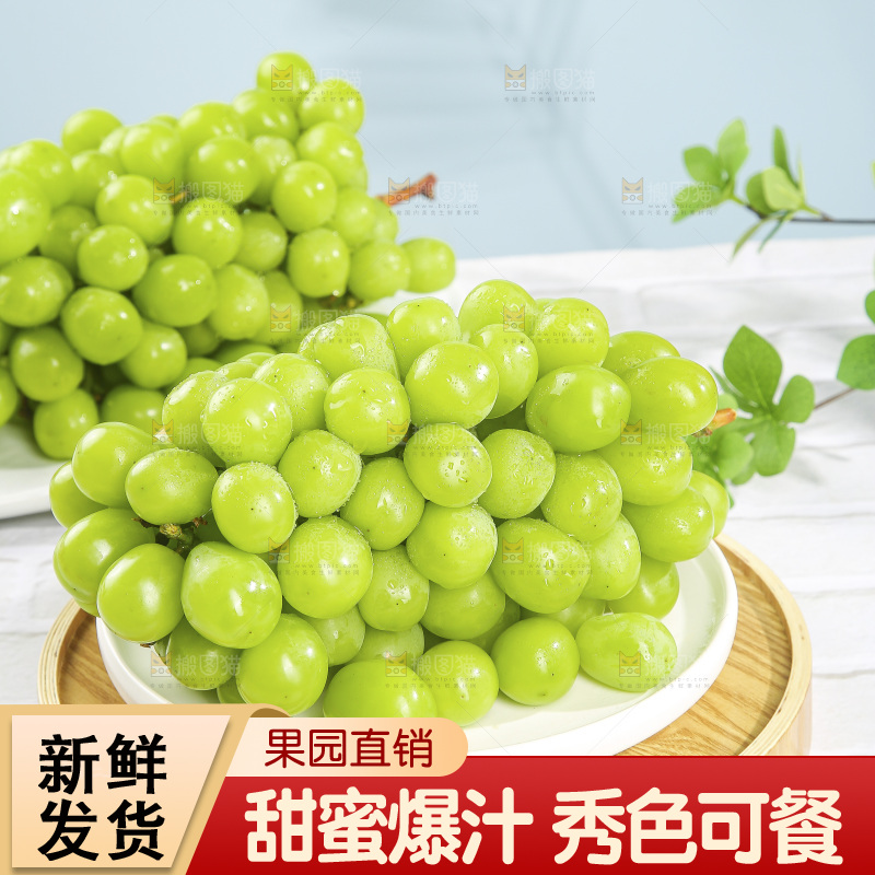 浅底上的阳光玫瑰青提