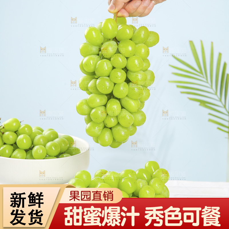 浅底上的阳光玫瑰青提
