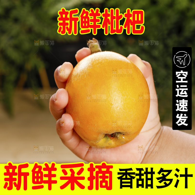 枇杷主图