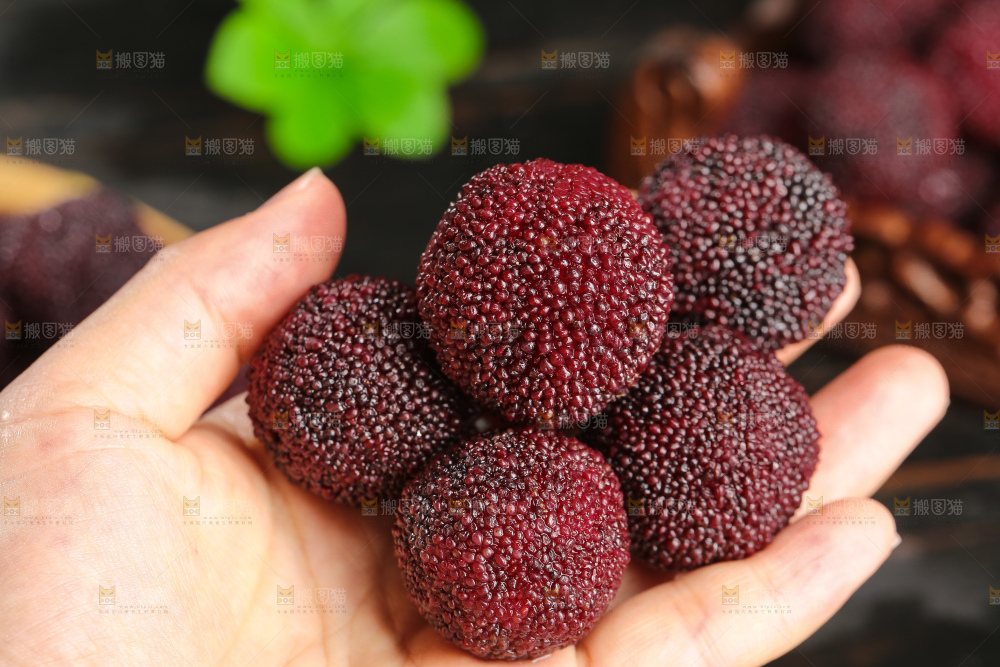 木底上的仙居杨梅