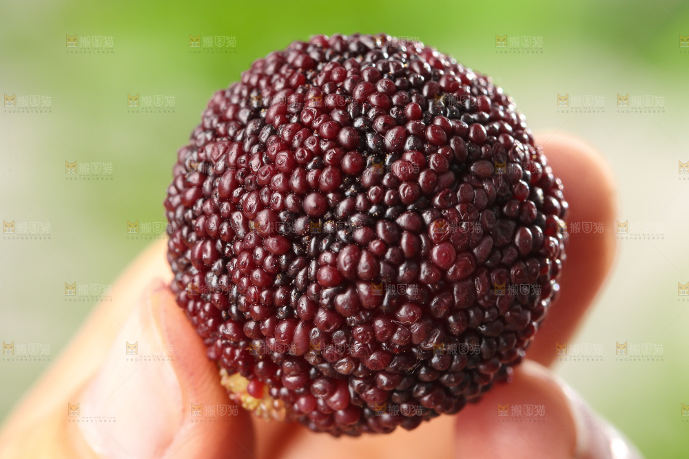 深底上的杨梅鲜果