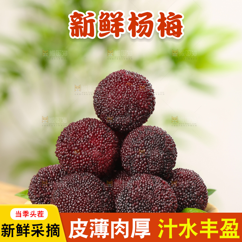 木底上的仙居杨梅