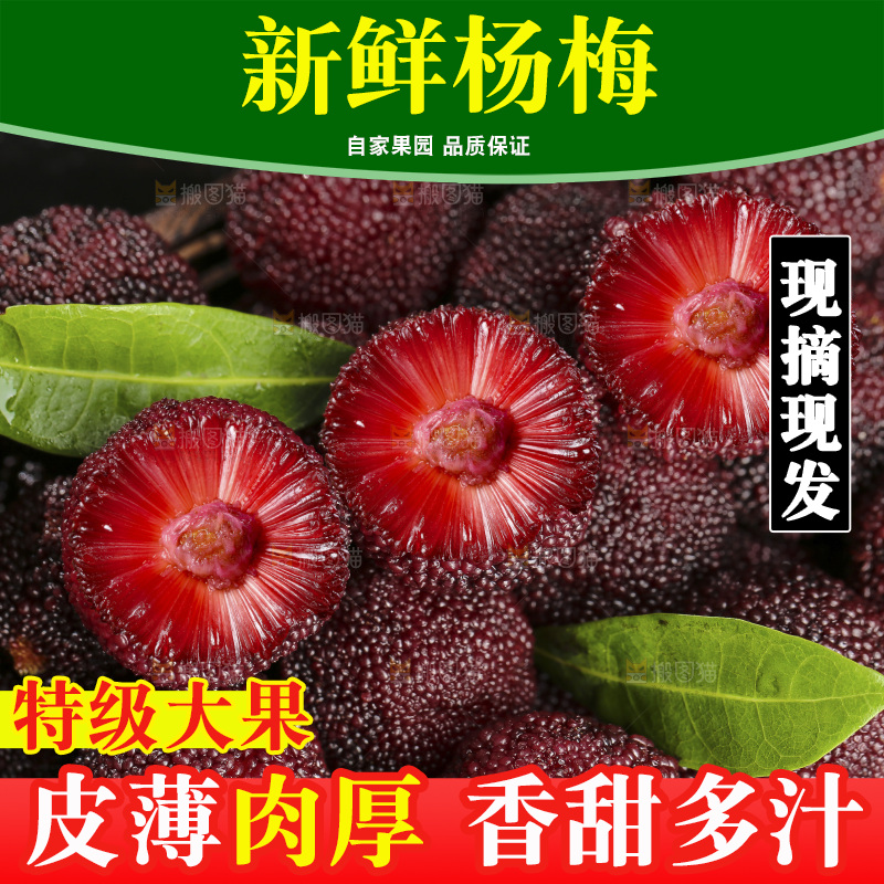 木底上的仙居杨梅
