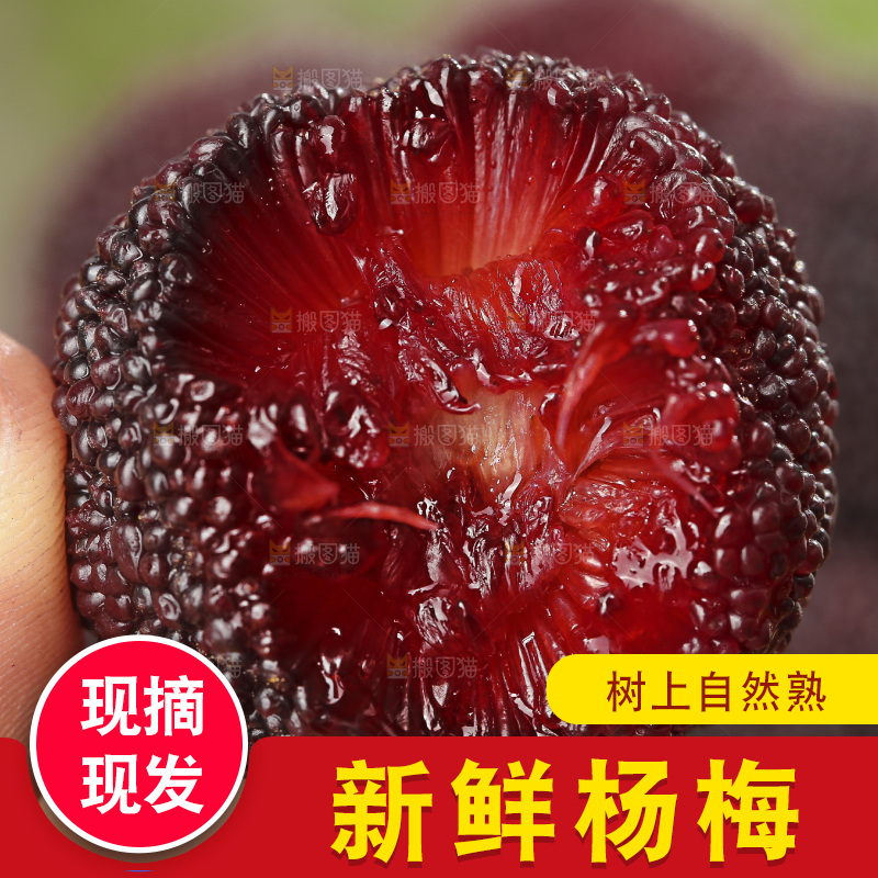 木底上的仙居杨梅