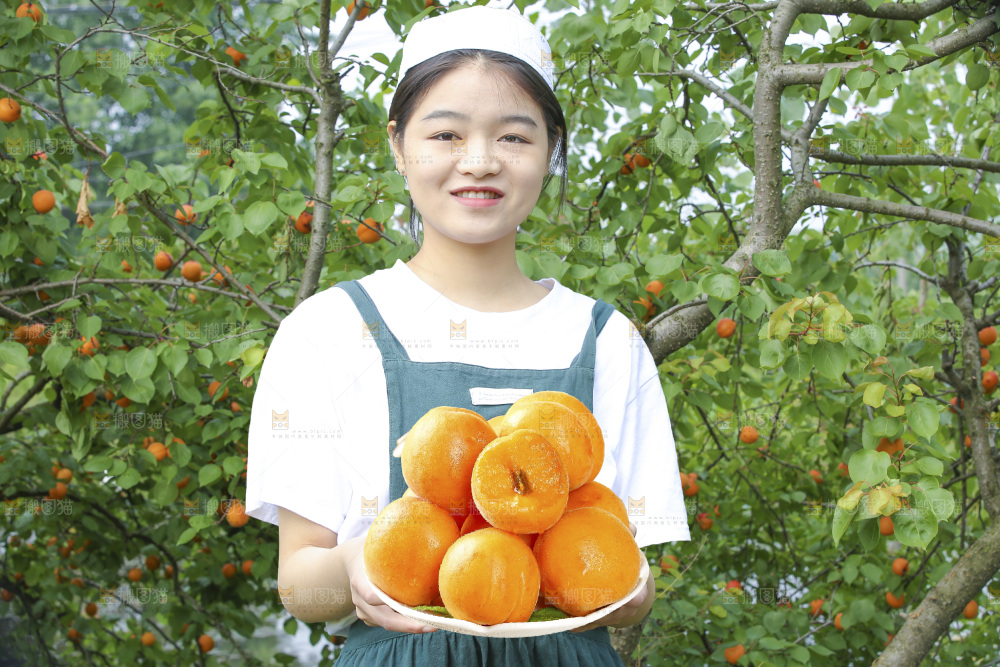 手里拿着新疆大黄杏