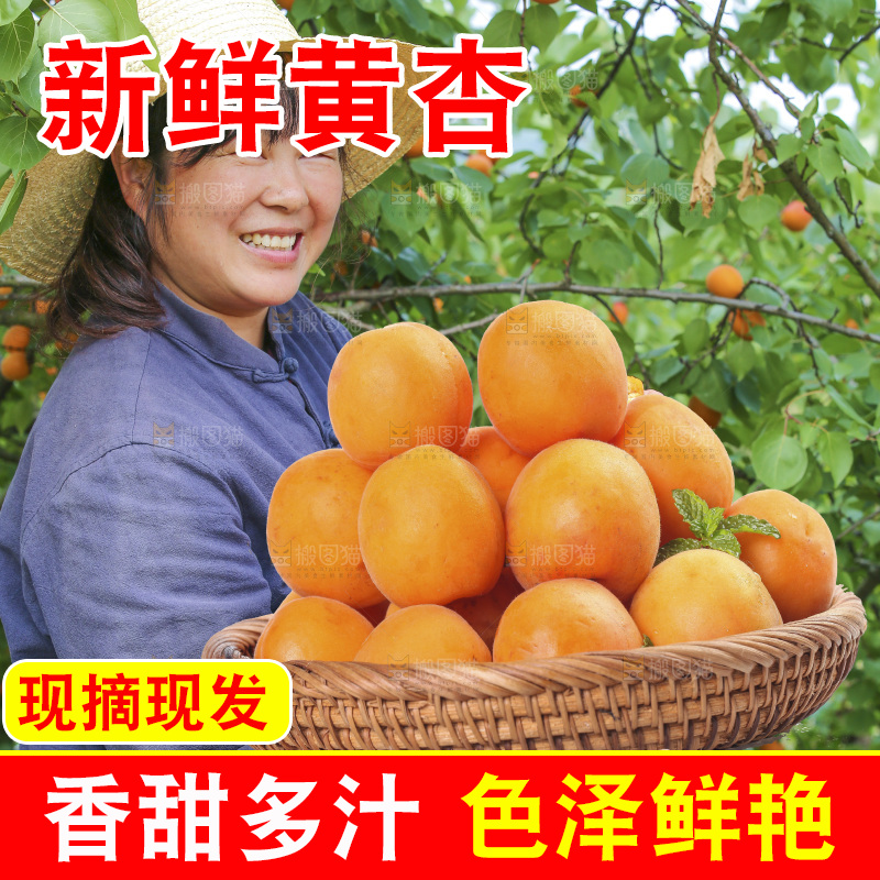 手里拿着大黄杏