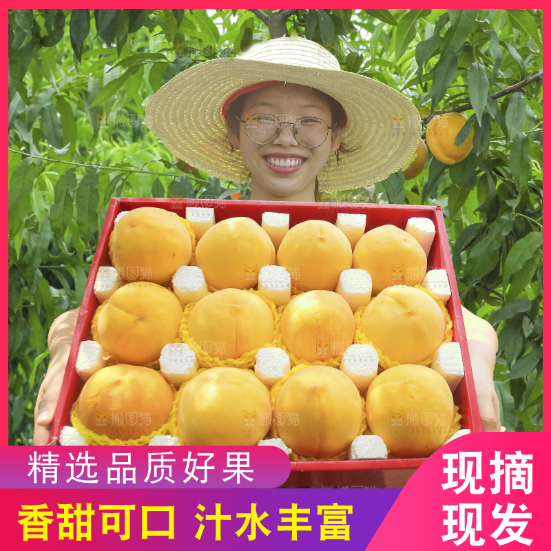 手里拿着锦绣黄桃