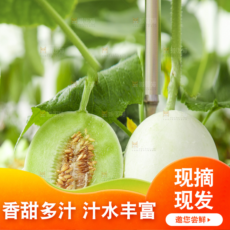 手里拿着玉菇甜瓜