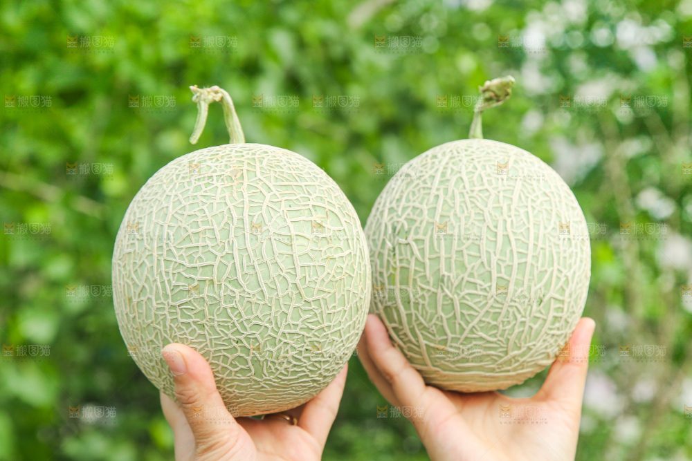 手里拿着玫珑蜜瓜