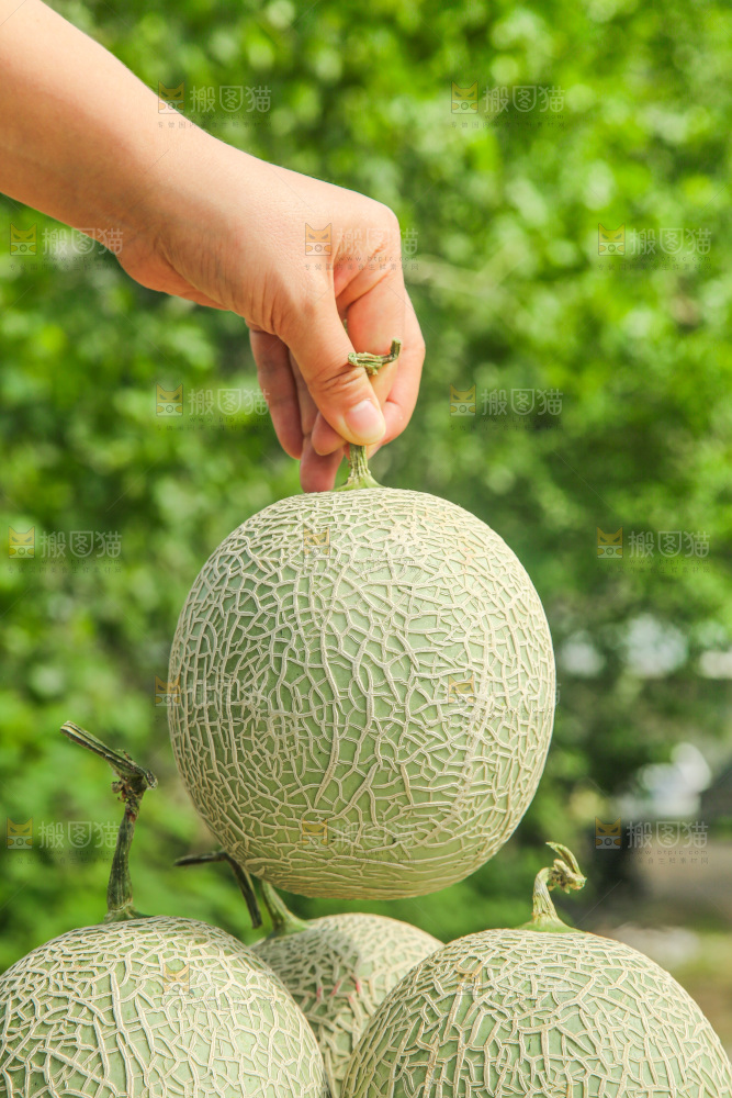 桌子上放着玫珑网纹瓜