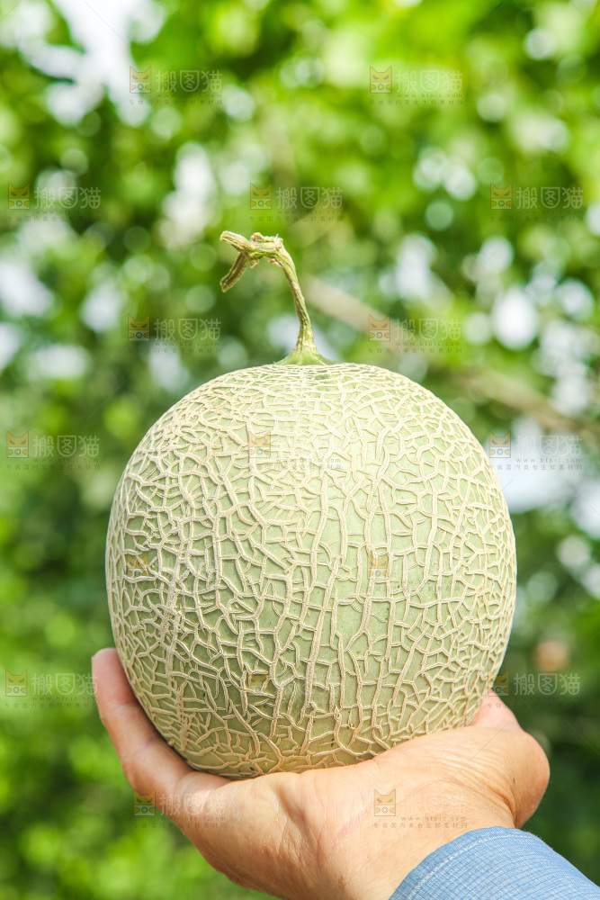 手里拿着玫珑蜜瓜
