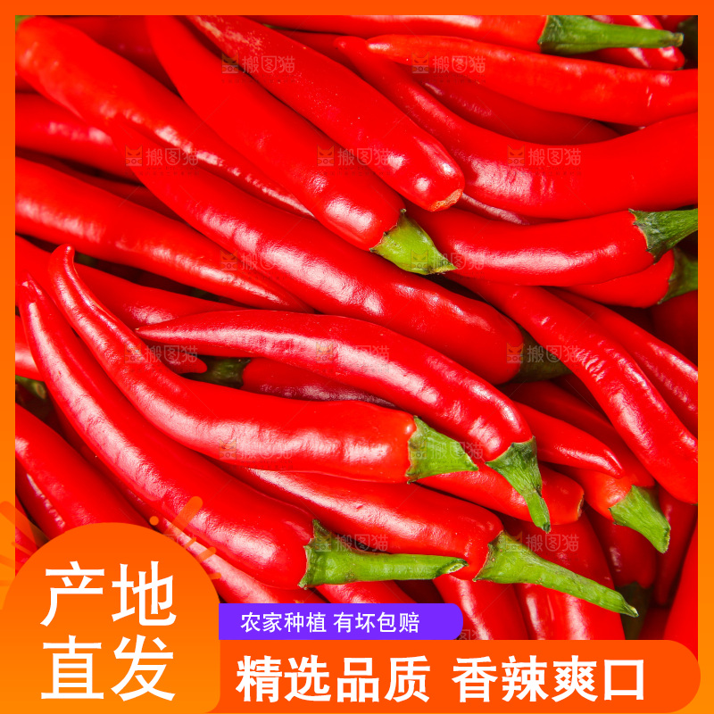 深底上的农家小米椒