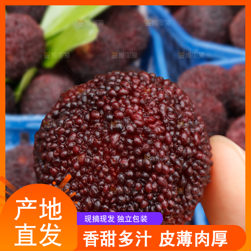 手里拿着新鲜杨梅