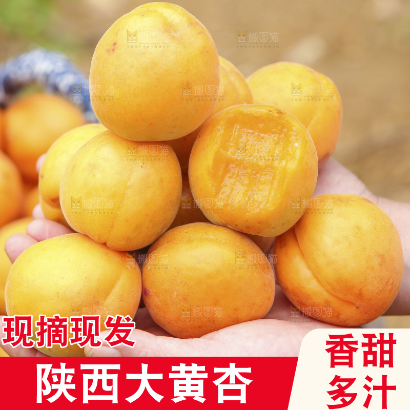 手里拿着大黄杏