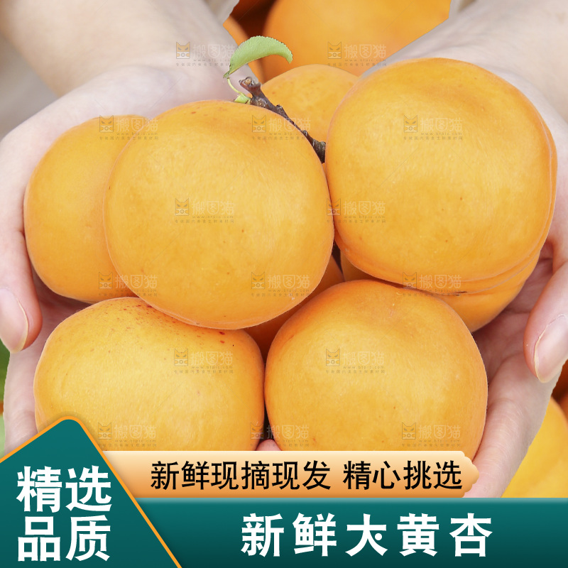 手里拿着大黄杏