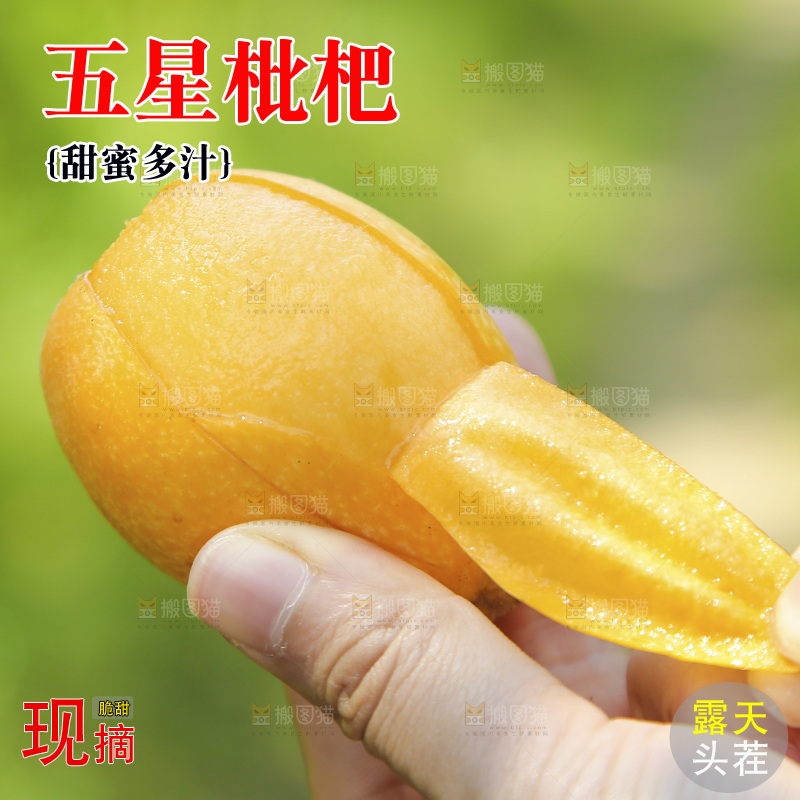 手里拿着五星枇杷