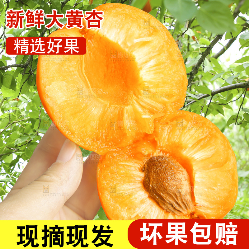 手里拿着大黄杏