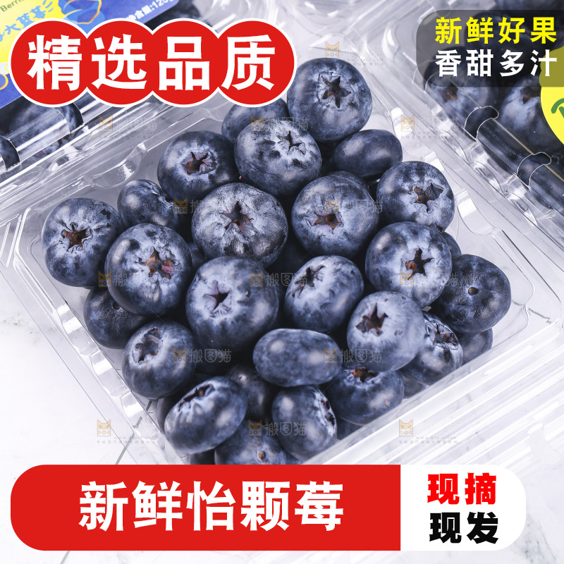浅底上的怡颗梅
