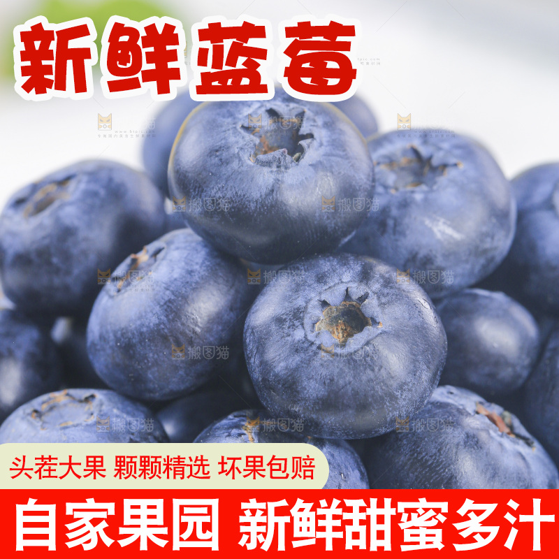 浅底上的怡颗梅