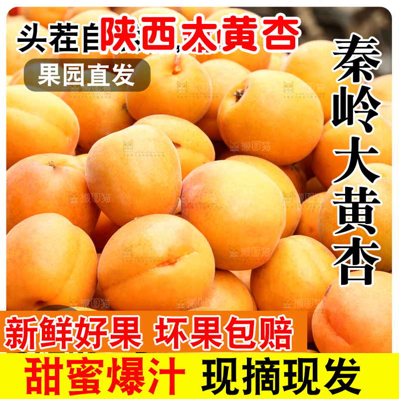 大黄杏主图