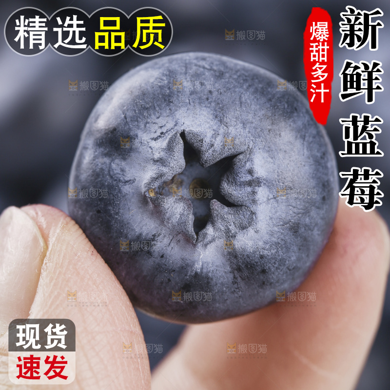 浅底上的怡颗梅