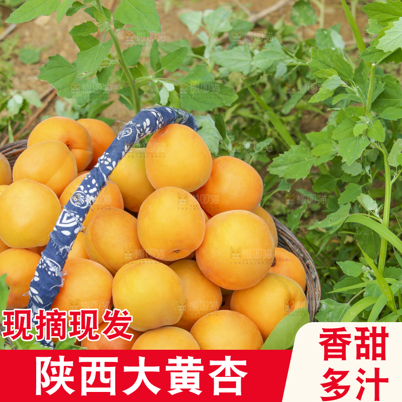 篮子里的大黄杏