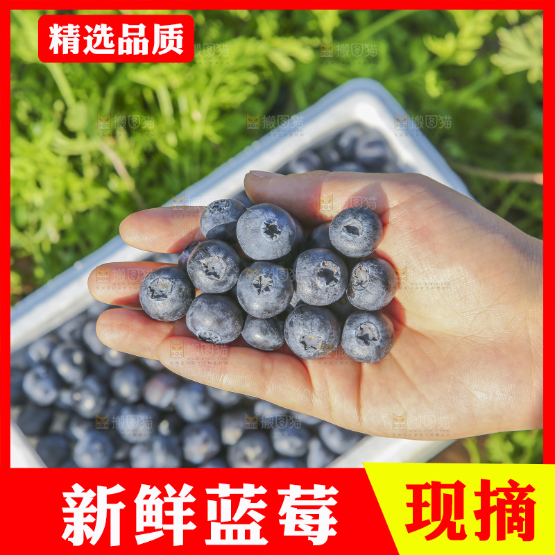 手里拿着新鲜蓝莓