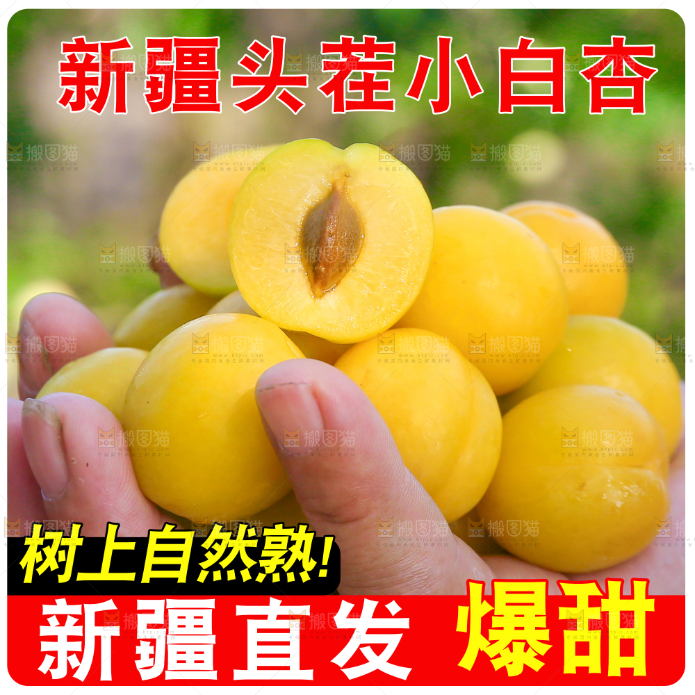 新疆小白杏主图