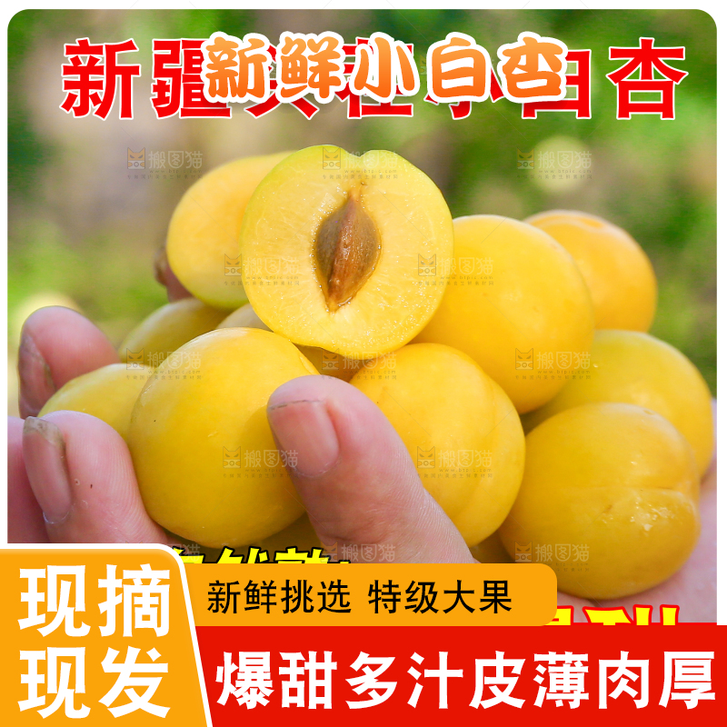新疆小白杏主图