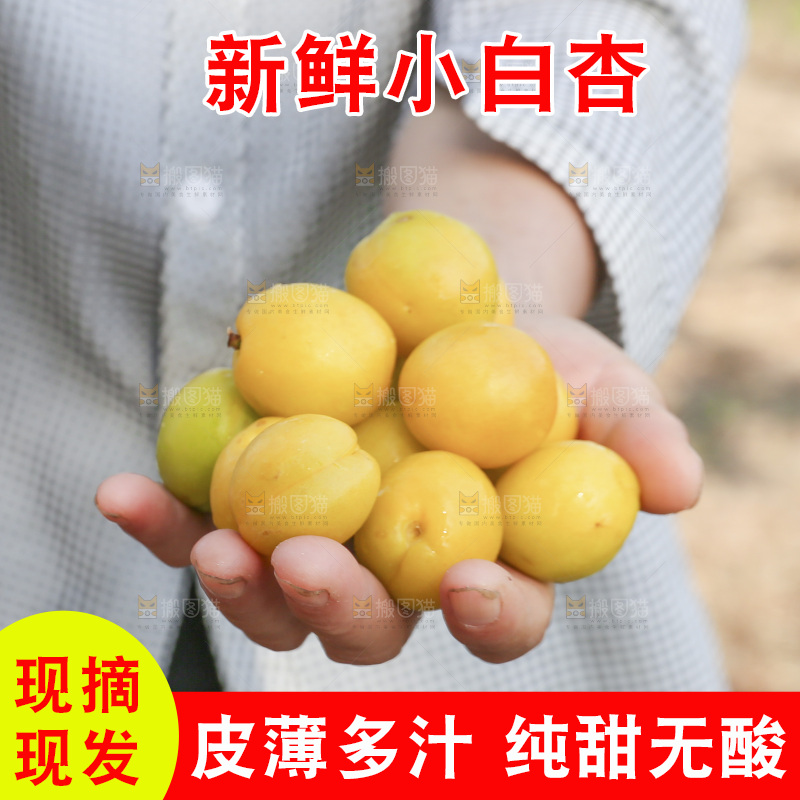 新疆小白杏主图