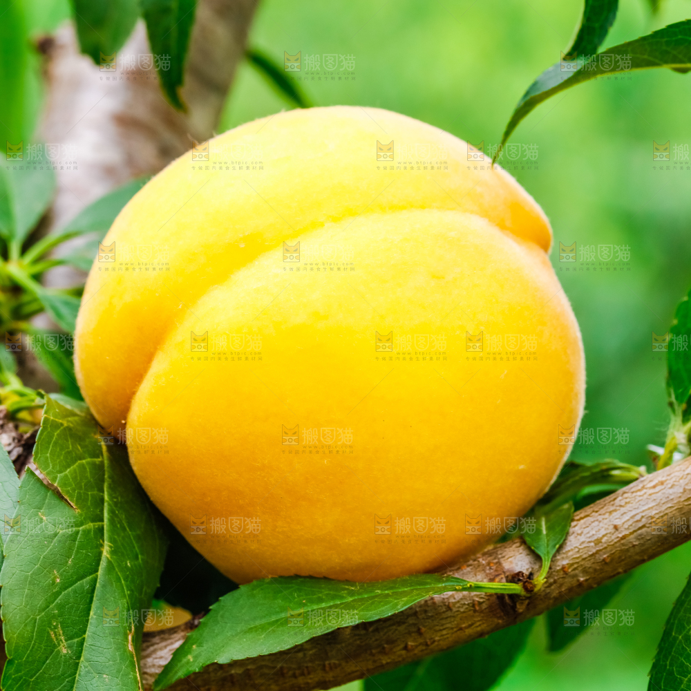 黄桃