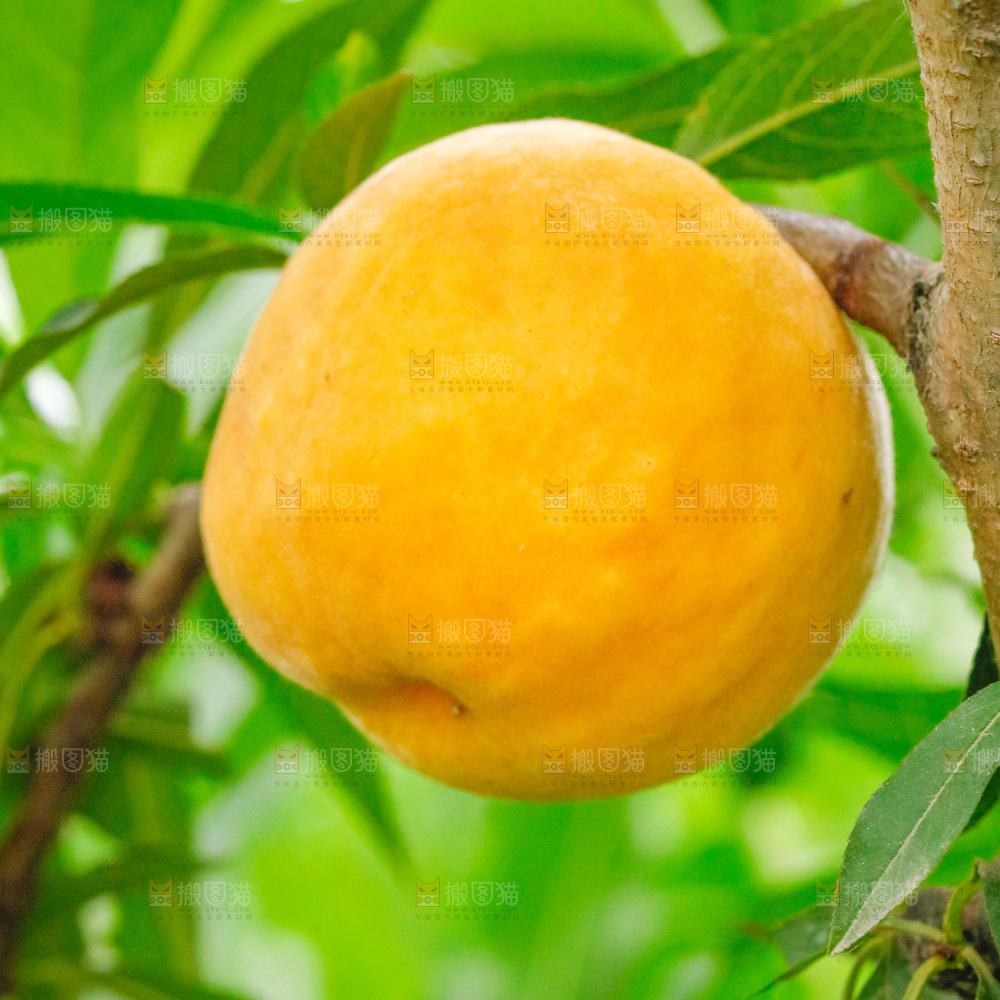 黄桃