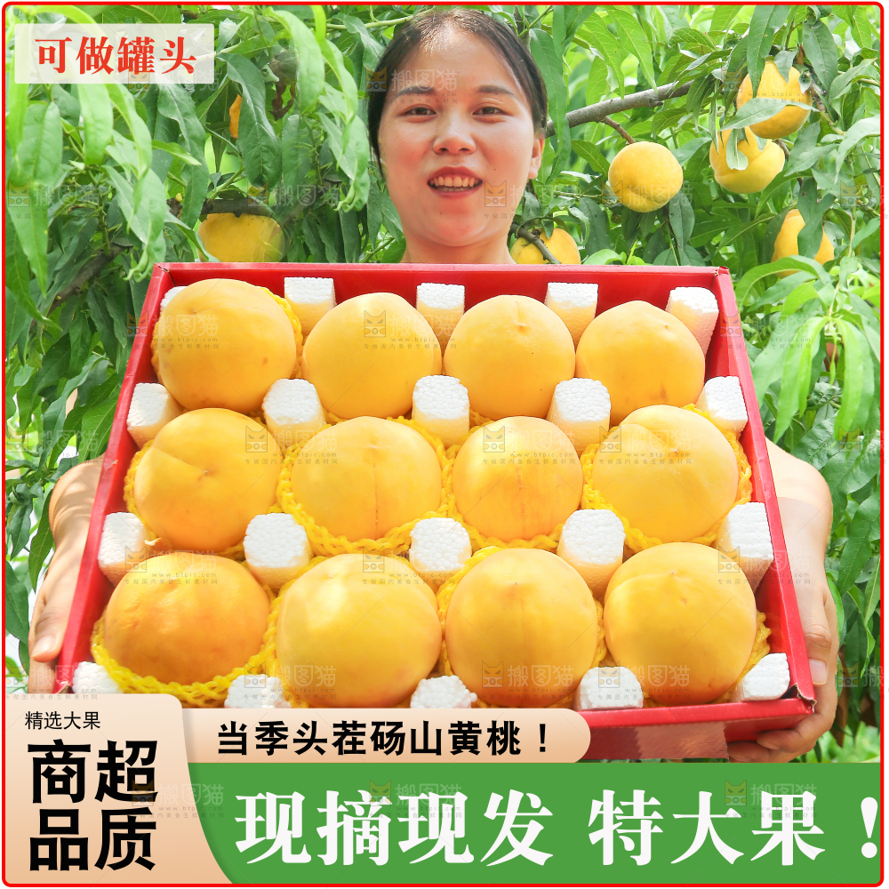 砀山黄桃主图