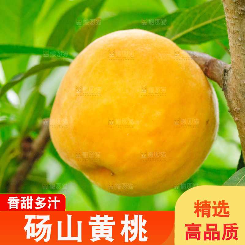 手里拿着黄毛桃