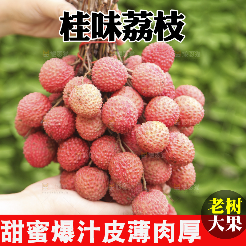 手里拿着一串桂味荔枝