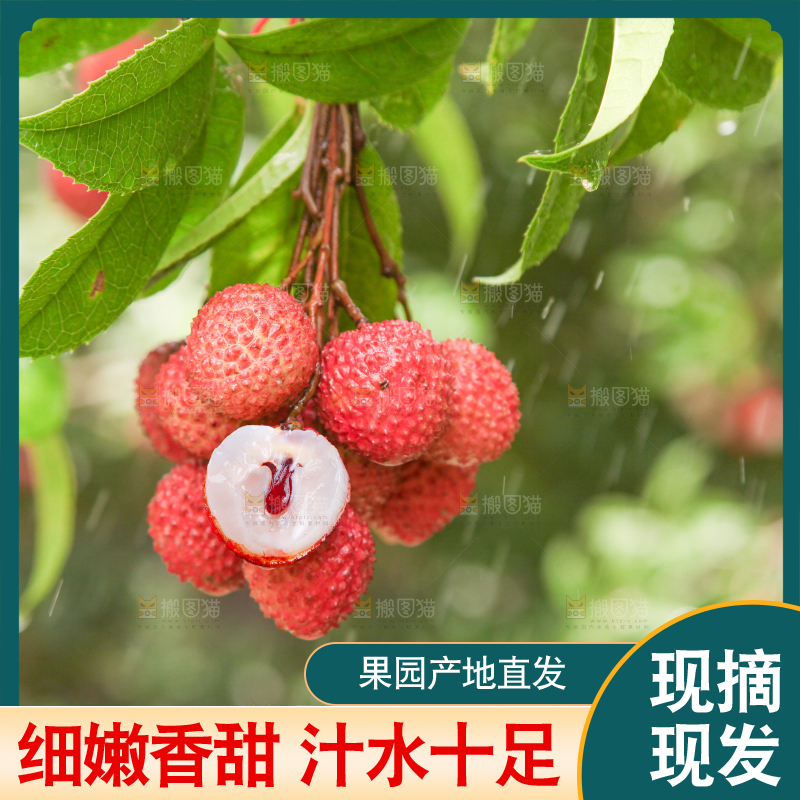 树上挂着桂味荔枝