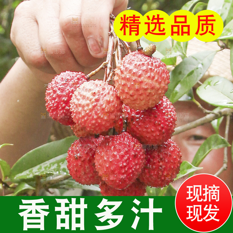 手里拿着桂味荔枝