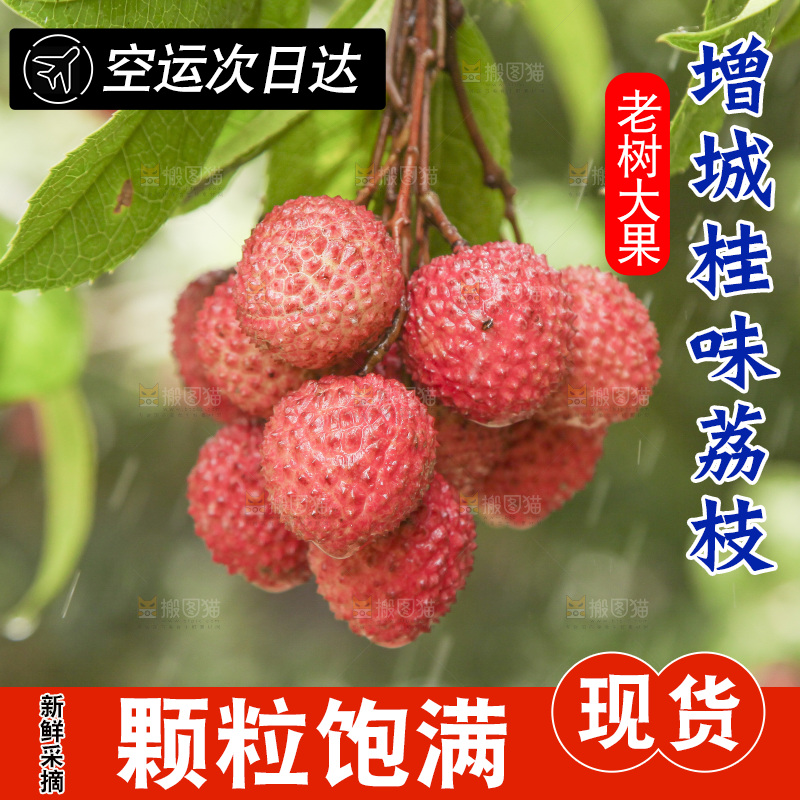 手里拿着一串桂味荔枝