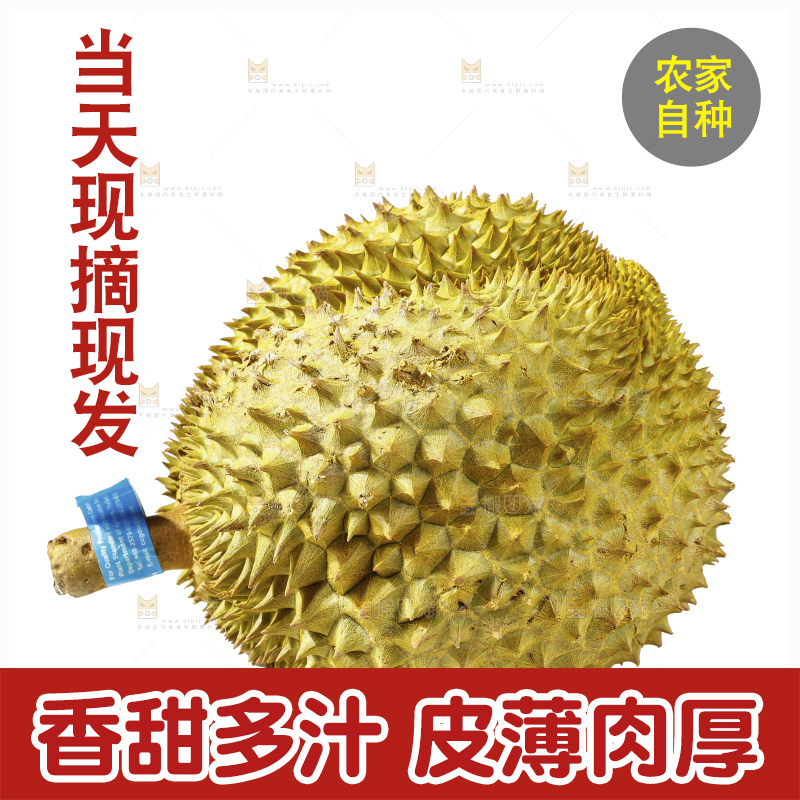 白底上的金枕榴莲