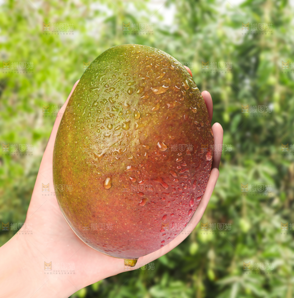凯特芒